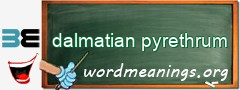 WordMeaning blackboard for dalmatian pyrethrum